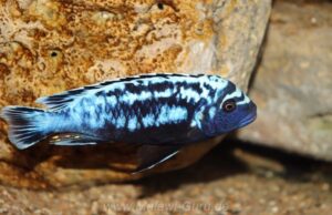 Metriaclima sp. 'msobo'